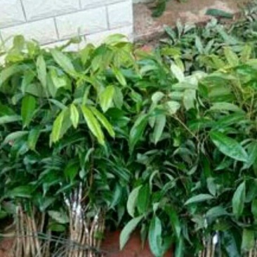 无核妃子笑荔枝苗50~80cm