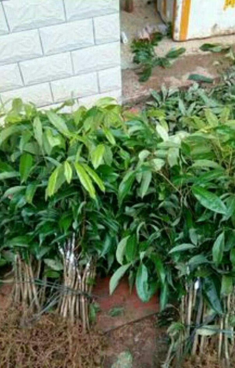 无核妃子笑荔枝苗50~80cm