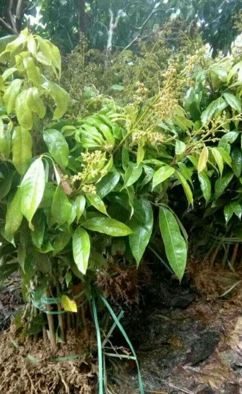 无核妃子笑荔枝苗50~80cm