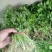 【芹菜苗】法国皇后精品芹菜苗当天拔苗，货源充足
