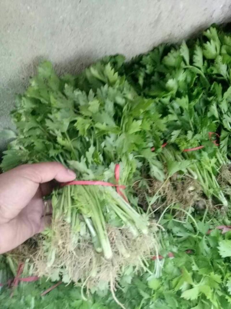 【芹菜苗】法国皇后精品芹菜苗当天拔苗，货源充足