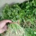 【芹菜苗】法国皇后精品芹菜苗当天拔苗，货源充足