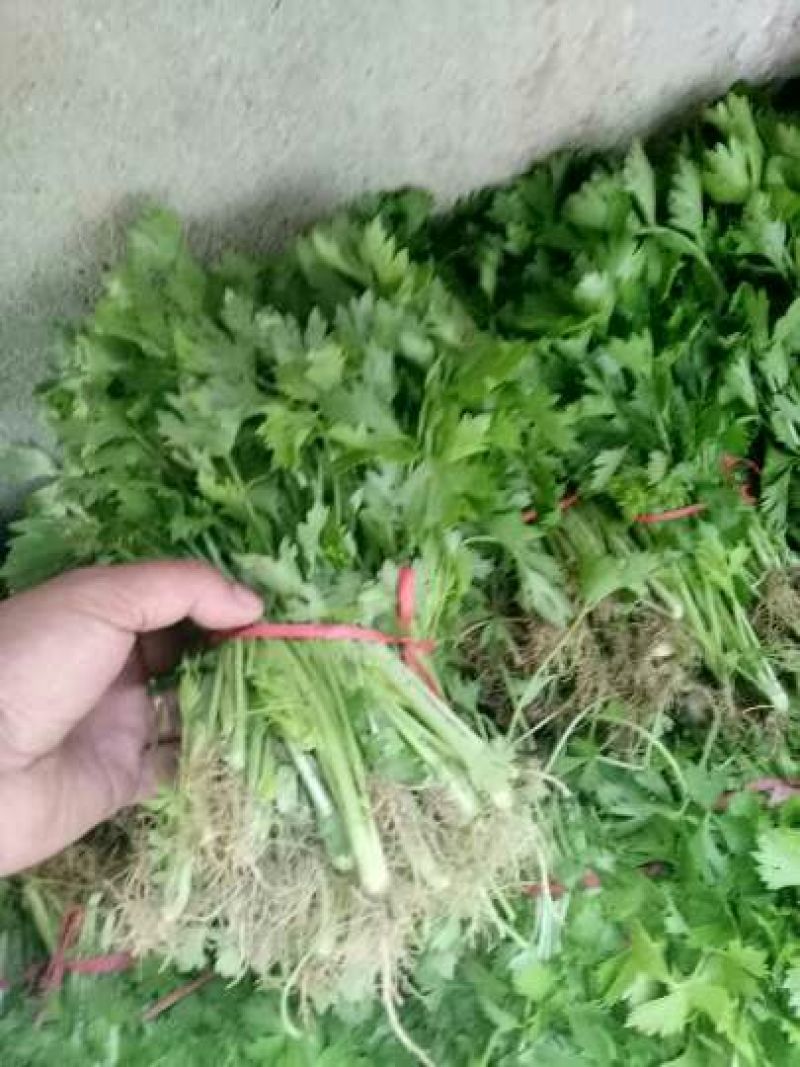 【芹菜苗】法国皇后精品芹菜苗当天拔苗，货源充足