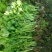【芹菜苗】法国皇后精品芹菜苗当天拔苗，货源充足