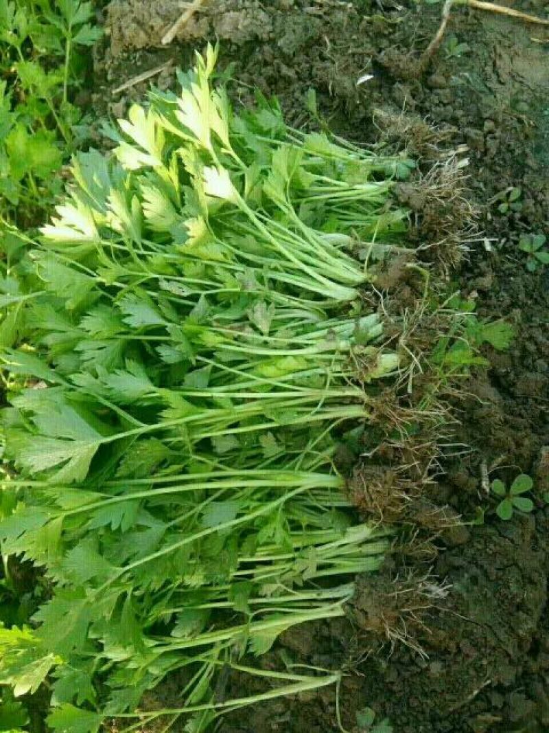 【芹菜苗】法国皇后精品芹菜苗当天拔苗，货源充足