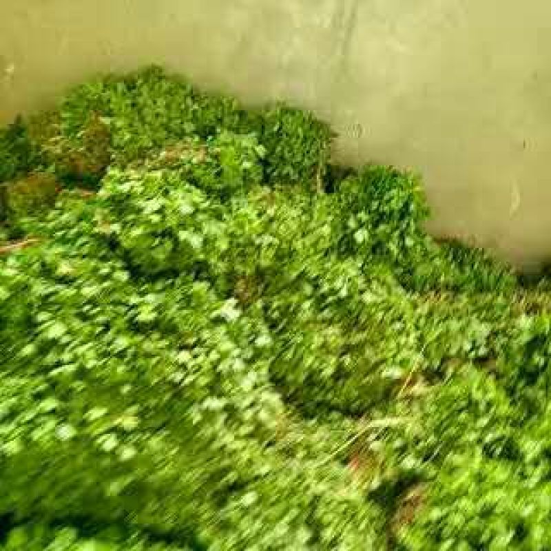 【芹菜苗】法国皇后精品芹菜苗当天拔苗，货源充足