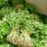 【芹菜苗】法国皇后精品芹菜苗当天拔苗，货源充足