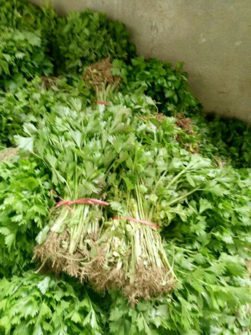 【芹菜苗】法国皇后精品芹菜苗当天拔苗，货源充足