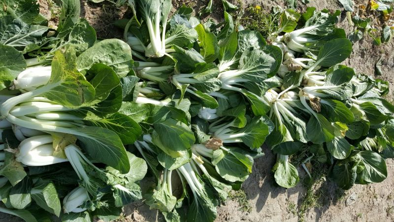脱水白菜粤北菜干净无泥沙（清远菜干60斤一件）
