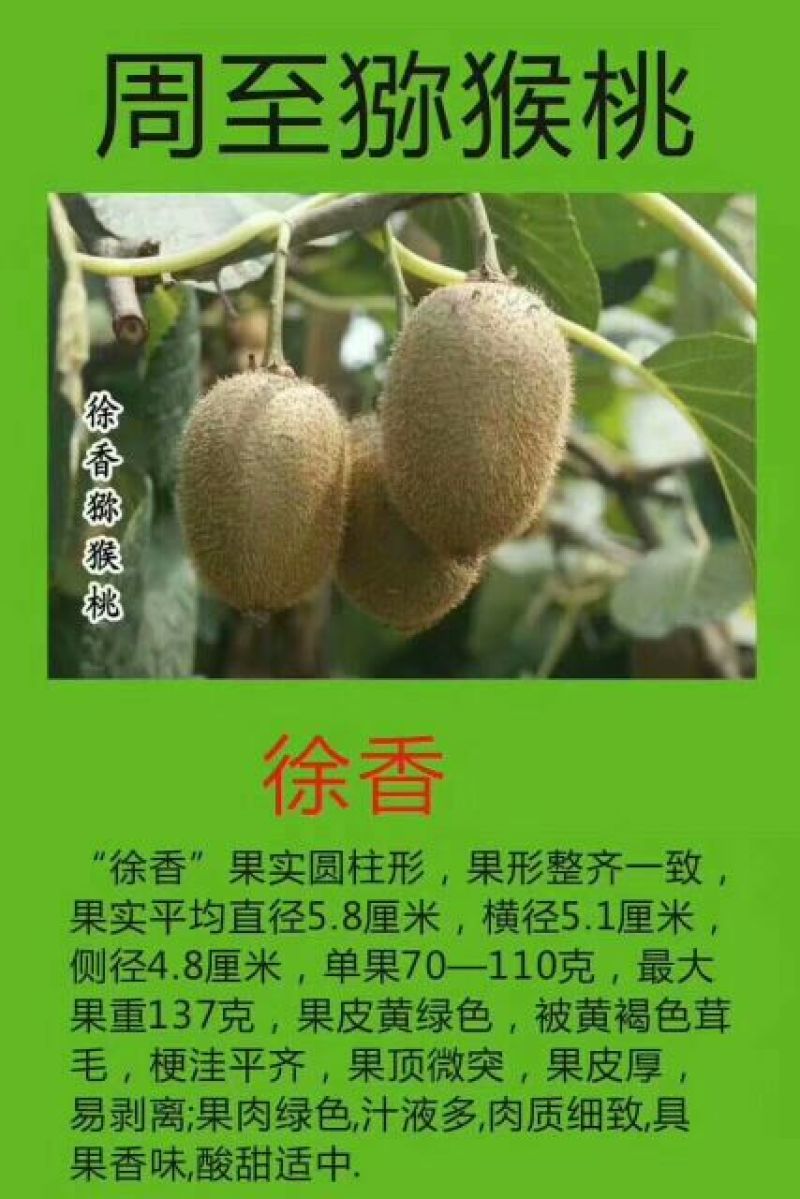 徐香猕猴桃80~100克