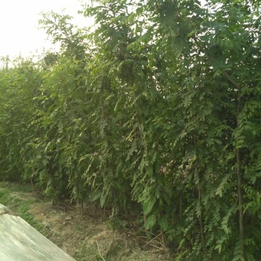 皂角树苗80~100cm