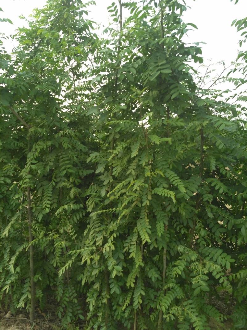 皂角树苗80~100cm