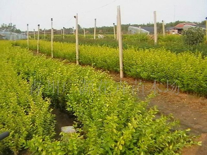 女贞4cm以下