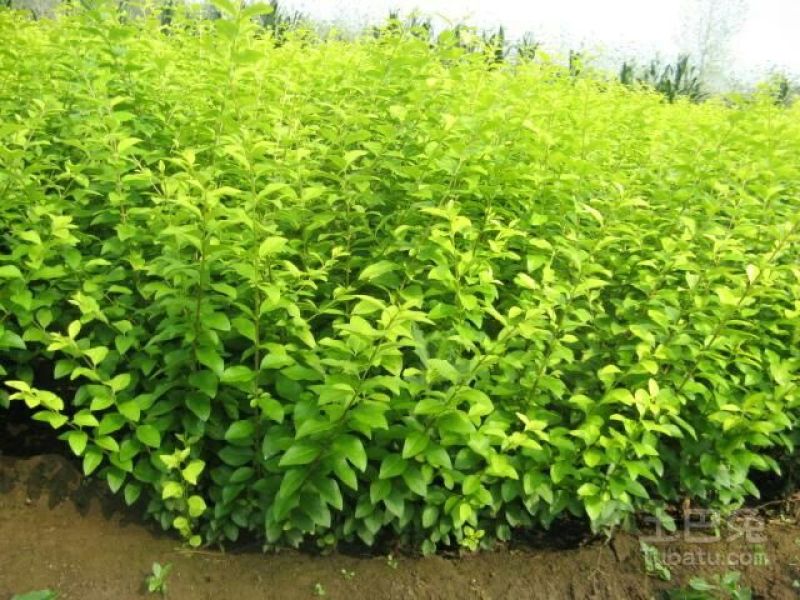 女贞4cm以下