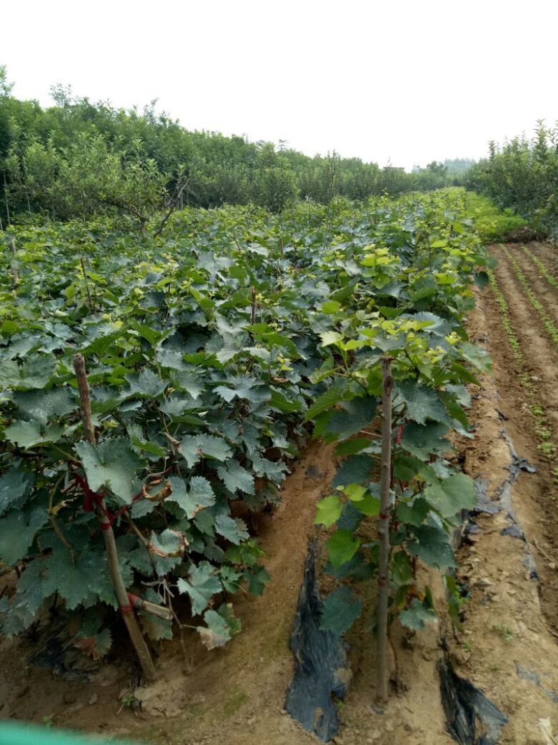 葡萄苗:金手指葡萄苗阳光玫瑰，蓝宝石，浪漫红颜，巨峰，