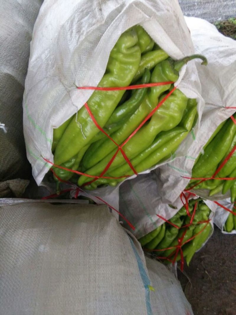 精品尖椒，青皮尖椒黄皮尖椒青黄皮尖椒175号尖椒大量上市