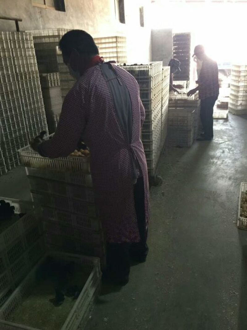 快大黑鸡苗出壳苗60~70克