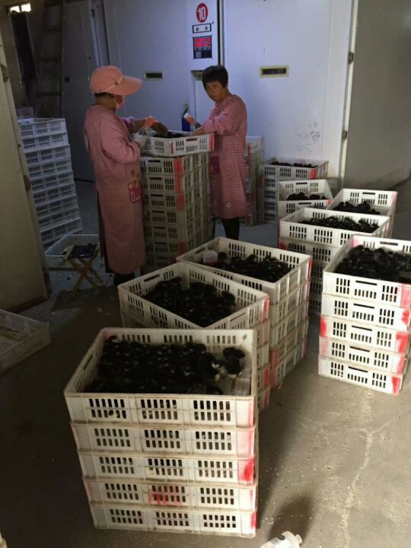 快大黑鸡苗出壳苗60~70克