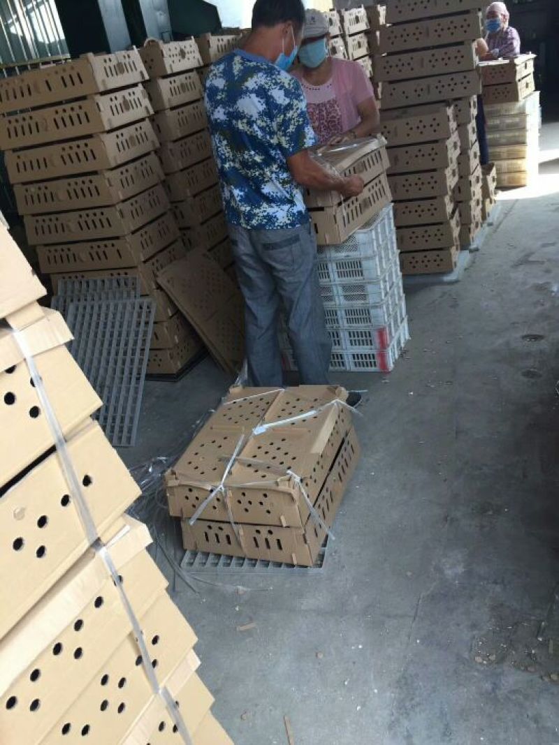 快大黑鸡苗出壳苗60~70克