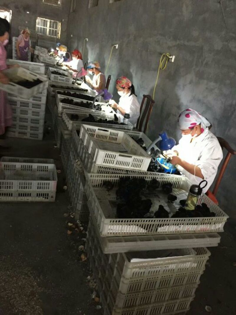 快大黑鸡苗出壳苗60~70克