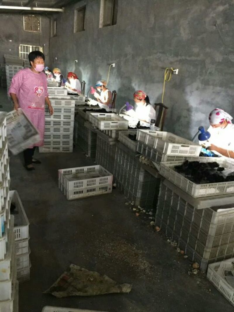 快大黑鸡苗出壳苗60~70克