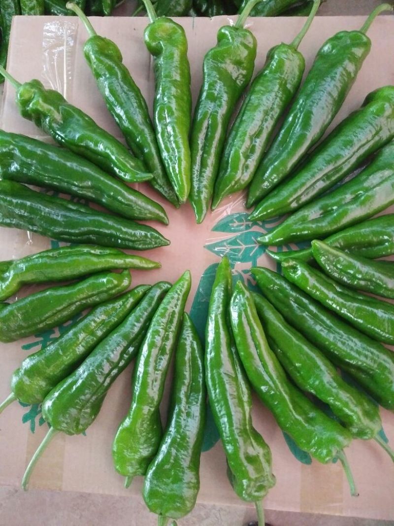 陕西渭南大荔鲜辣椒，产地直发，货源充足，量大从优可视频