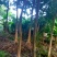 木棉3.5~4m2cm以下