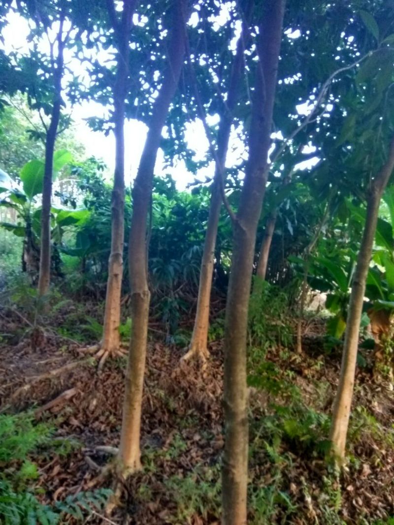 木棉3.5~4m2cm以下