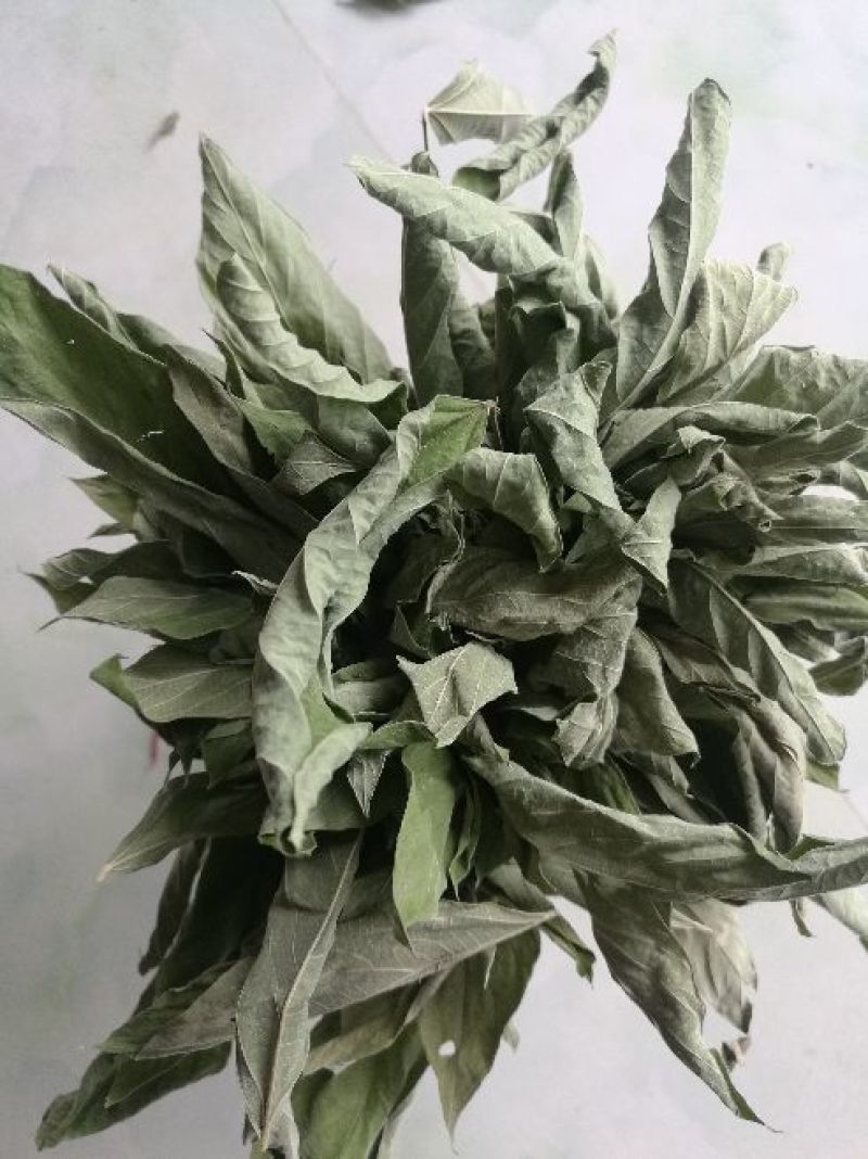 木豆叶大基地云南红河县道地自然晾晒纯叶批零统货月供50吨