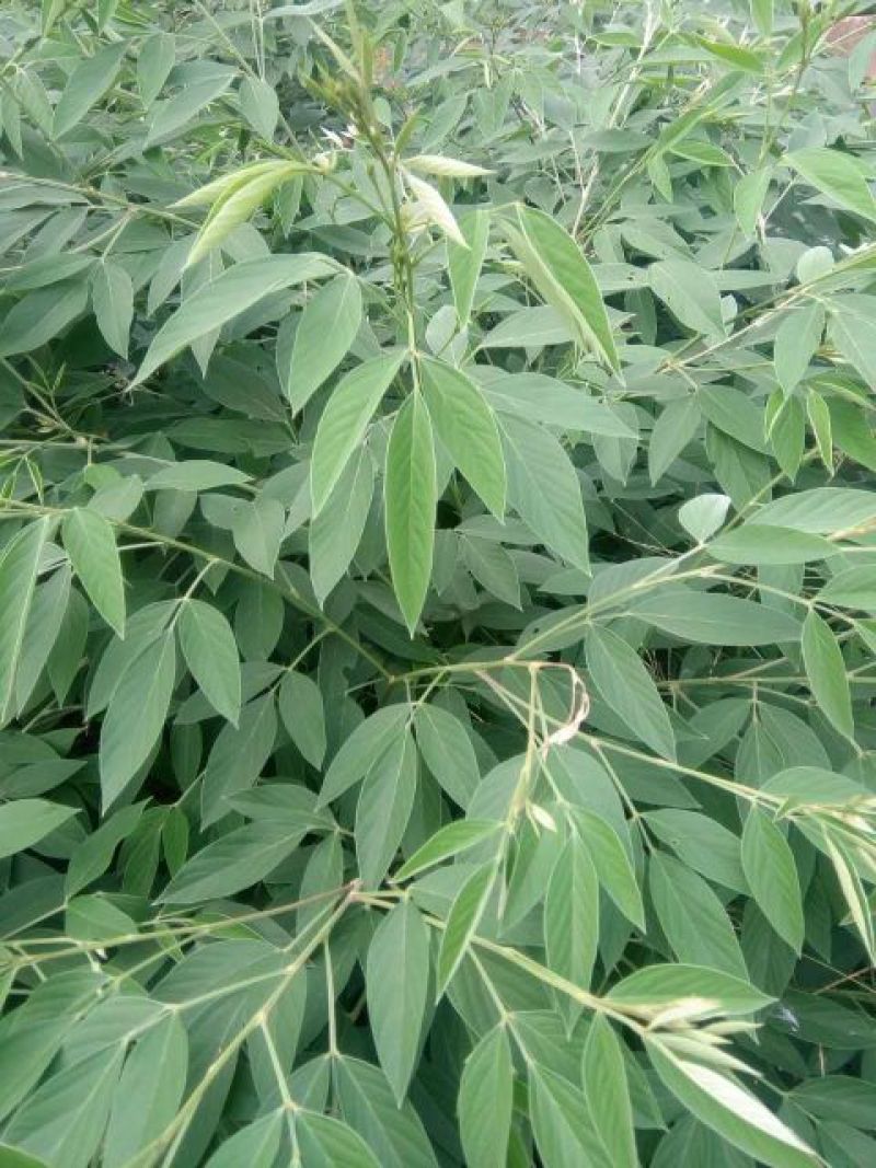 木豆叶大基地云南红河县道地自然晾晒纯叶批零统货月供50吨