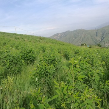 木豆叶大基地云南红河县道地自然晾晒纯叶批零统货月供50吨