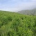 木豆叶大基地云南红河县道地自然晾晒纯叶批零统货月供50吨