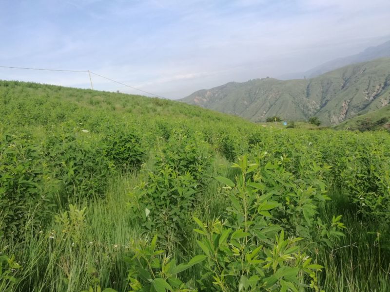 木豆叶大基地云南红河县道地自然晾晒纯叶批零统货月供50吨