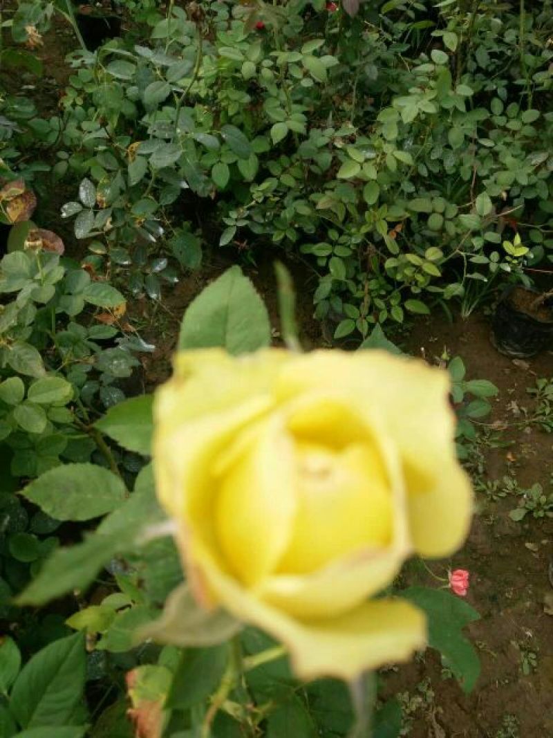 欧洲月季30~40cm