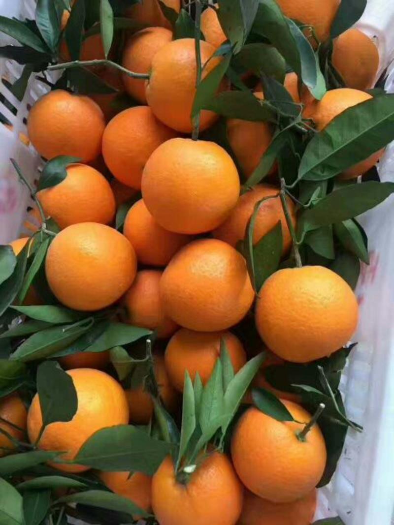 精品纽荷尔脐橙果园看货采摘以质量论价格欢迎订购