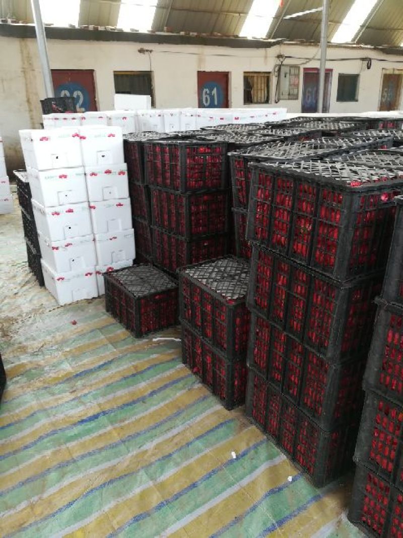 大红硬果弧三以上大红硬粉，品种多，质量好。