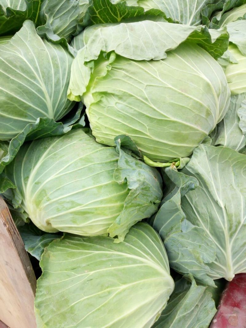 精品扁包菜，产地直供，品质保证，发货全国各大蔬菜批发市