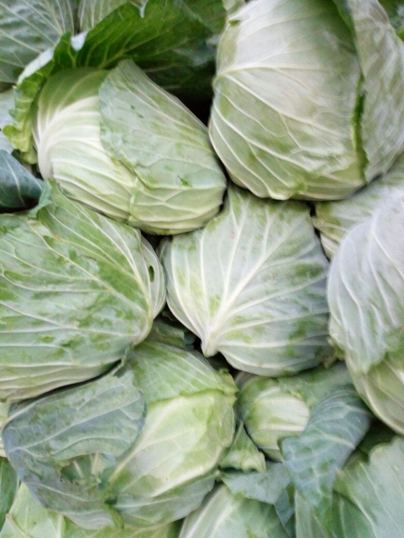 精品扁包菜，产地直供，品质保证，发货全国各大蔬菜批发市