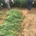 出售百万文冠果一年生苗