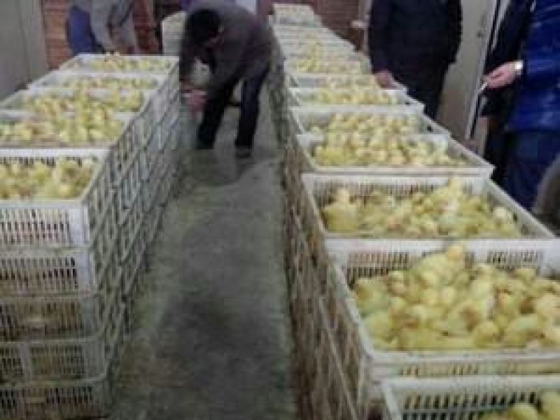 鹅苗包运输包成活包回收