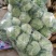 圆包菜1~2公斤精品