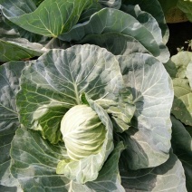 圆包菜1~2公斤精品