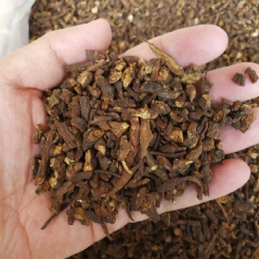 蒲公英根新货蒲公英根茶