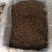 蒲公英根新货蒲公英根茶