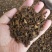 蒲公英根新货蒲公英根茶