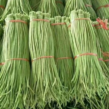 长豆角60厘米以上大量上市
