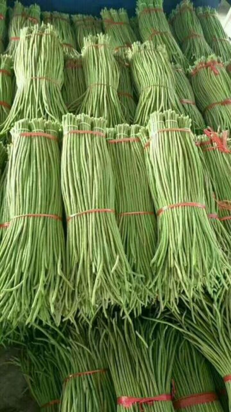 长豆角60厘米以上大量上市