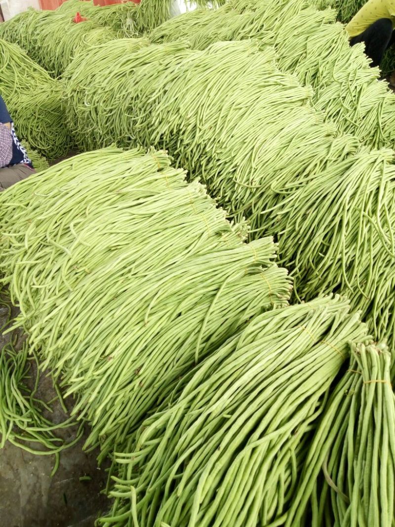 长豆角60厘米以上大量上市