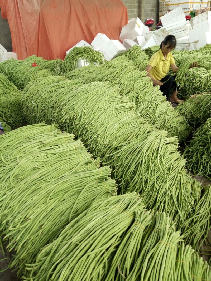 长豆角60厘米以上大量上市