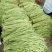 长豆角60厘米以上大量上市
